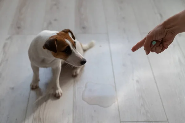 Eieren sverger på hunden og peker fingeren mot en sølepytt på gulvet – stockfoto