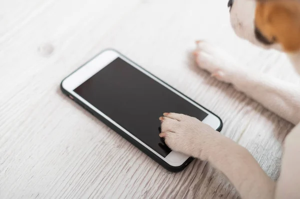 Κοντινό πλάνο των ποδιών σκύλου αγγίζοντας οθόνη smartphone σε ξύλινο φόντο — Φωτογραφία Αρχείου
