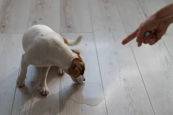 La dueña jura al perro y señala con el dedo un charco en el suelo — Foto de Stock