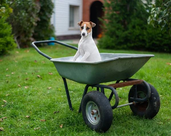 Il cane si siede in un carro da giardino in campagna — Foto Stock