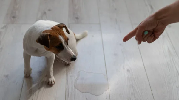 Eieren sverger på hunden og peker fingeren mot en sølepytt på gulvet – stockfoto