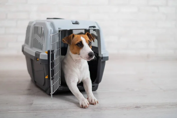 Perro jack russell terrier dentro de una caja de transporte de viajes para animales — Foto de Stock