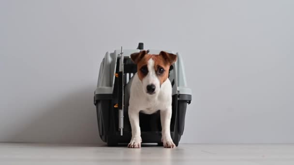 Malý Jack Russell teriér pes pochází z cestovních boxů — Stock video