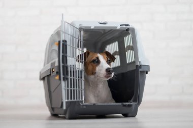 İtaatkar Jack Russell Terrier güvenli nakil için kutunun içinde.