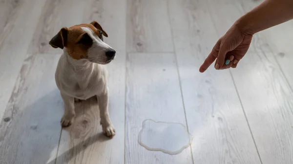 La dueña jura al perro y señala con el dedo un charco en el suelo — Foto de Stock