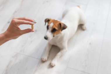 Elinde hap olan bir kadın eli ve hasta bir köpek olan Jack Russell Terrier tahta zeminde yatıyor.
