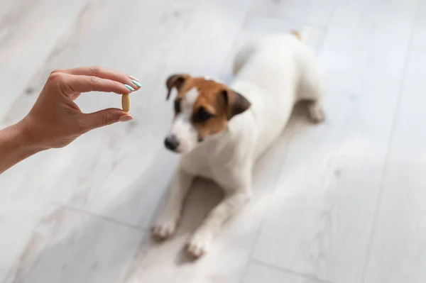 Mujer dando el gato perro russell terrier con píldora. — Foto de Stock