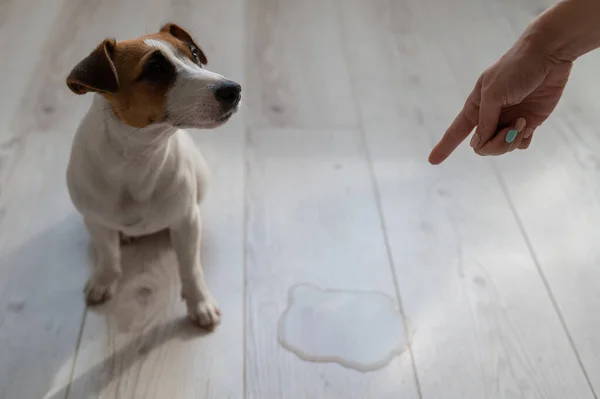 Eieren sverger på hunden og peker fingeren mot en sølepytt på gulvet – stockfoto
