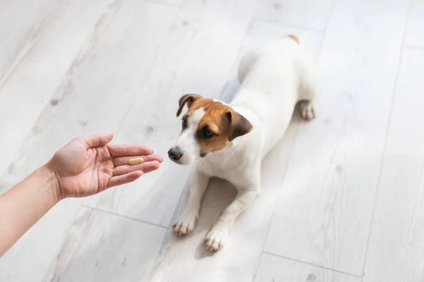 Kvinne som gir hunden Jack Russell terrier med pille. – stockfoto