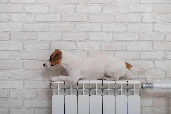 Dog jack russell terrier ligger och värmer sig på en värmeelement på tegelvägg bakgrund — Stockfoto