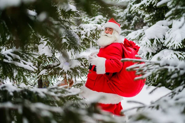 Sorpreso Babbo Natale cammina attraverso una foresta di conifere innevate al Polo Nord in Lapponia. Buon Natale. Ciao. Cartolina. — Foto Stock