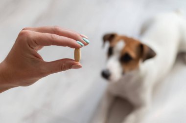 Kadın köpeğe Jack Russell Terrier 'i hapla veriyor..