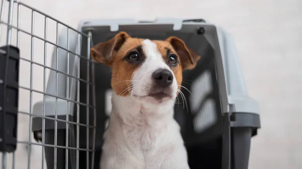 Jack Russell Terrier numa caixa de viagem. Cão obediente em transporte para transporte seguro — Fotografia de Stock