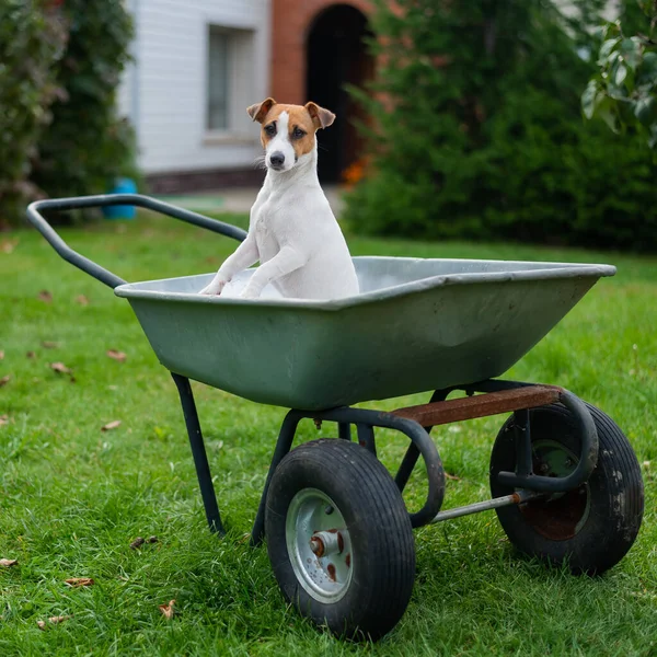 Il cane si siede in un carro da giardino in campagna — Foto Stock