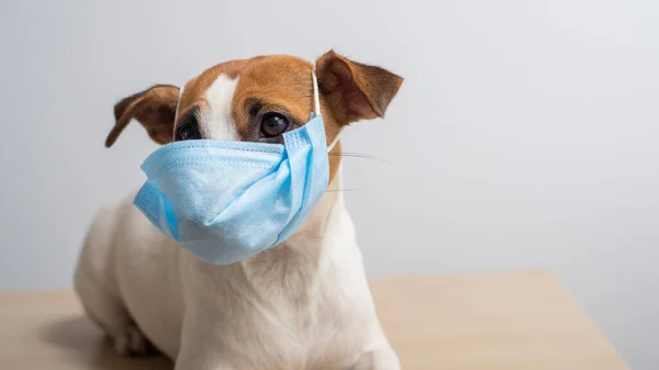 Jack Russell teriér pes s lékařskou maskou během šíření koronaviru — Stock fotografie