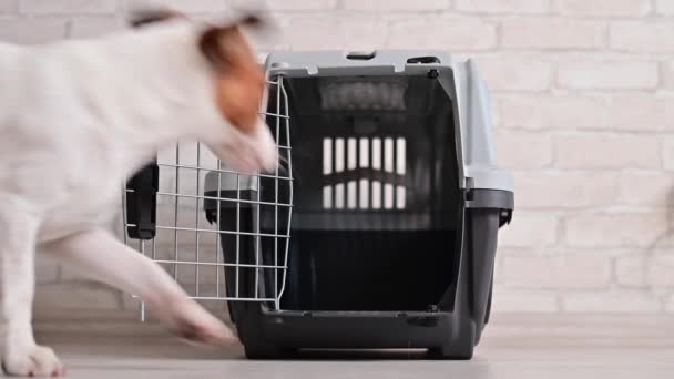 Jack Russell Terrier entre dans la boîte de voyage. Le propriétaire ferme le chien obéissant dans une cage pour le transporter en toute sécurité et l'emporte — Video