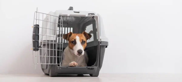 Posłuszny Jack Russell Terrier wewnątrz pudełka dla bezpiecznego transportu — Zdjęcie stockowe