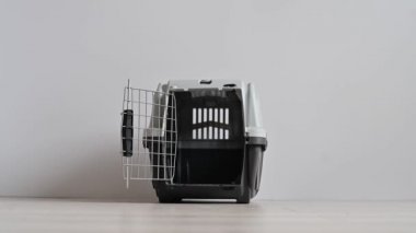 Jack Russell Terrier seyahat için bir kutuda gelir. İtaatkar köpek güvenli taşımada.