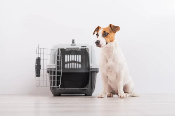 Posłuszny pies Jack Russell Terrier siedzi obok pudełka podróżnego czekając na wycieczkę. Koncepcja podróży ze zwierzętami — Zdjęcie stockowe