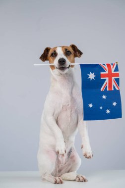 Jack Russell Teriyer Köpeği Avustralya Bayrağını Tutuyor