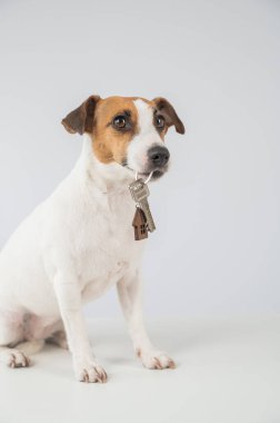 Beyaz arka planda Jack Russell Terrier Köpek Bekleme Evi Anahtarları