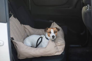 Jack Russell Terrier Köpeği Özel Araba Koltuğunda