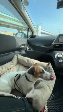 Jack Russell Terrier Köpeği Özel Araba Koltuğunda