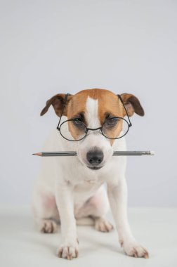 Jack Russell Terrier Köpeği Gözlüklü Kalem Tutucu