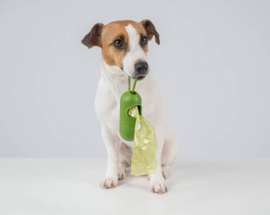 Jack Russell Terrier köpeği köpek çöp torbası ile konteynır tutuyor.