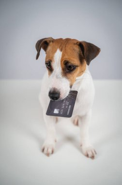 Jack Russell Teriyer Köpek Tutma Kredi Kartı