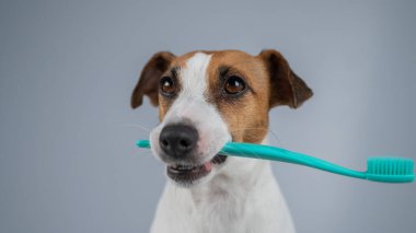 Jack Russell Terrier Köpeği Diş fırçasını Ağzında Tutuyor