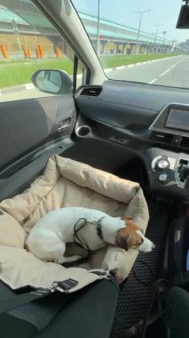 Jack Russell Terrier Köpeği Özel Araba Koltuğunda