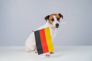 Beyaz arka planda Alman bayrağı tutan Jack Russell Terrier köpeği.