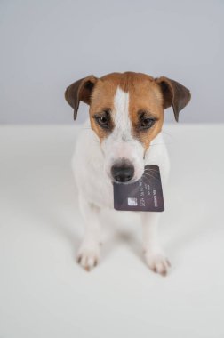 Jack Russell Teriyer Köpek Tutma Kredi Kartı