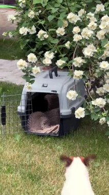 Jack Russell Terrier köpeği seyahat gemisine çarpar.