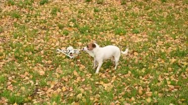 Jack Russell Teriyer Köpeği İnsan iskeletini sonbahar parkında sürüklüyor