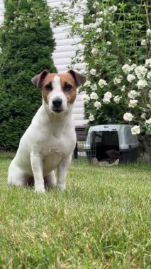 Jack Russell Terrier köpeği seyahat gemisine çarpar.