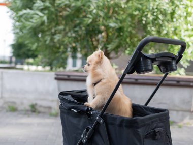 Evcil bebek arabasında şirin bir köpek.