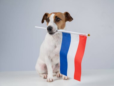 Beyaz arka planda Hollanda bayrağı tutan Jack Russell Terrier köpeği