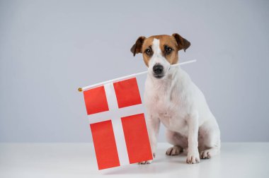 Beyaz arka planda Danimarka bayrağı tutan Jack Russell Terrier köpeği