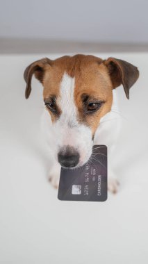 Jack Russell Teriyer Köpek Tutma Kredi Kartı