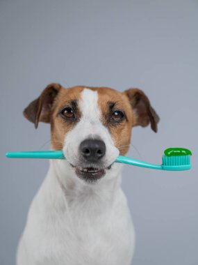 Jack Russell Terrier köpeği diş fırçasını ağzında diş macunuyla tutuyor.
