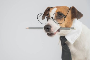 İş köpeği Jack Russell Terrier 'ın ağzında kalem var.