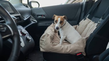 Jack Russell Terrier Köpeği Özel Araba Koltuğunda
