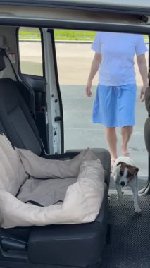 Köpek arabaya atlar ve köpekler için özel bir araba koltuğuna oturur. Sahibi Jack Russell Terrier 'ı emniyet kemeriyle bağlıyor.