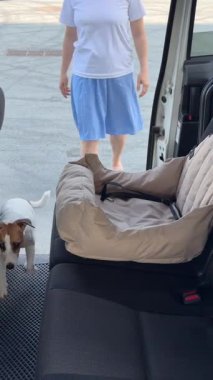 Köpek arabaya atlar ve köpekler için özel bir araba koltuğuna oturur. Sahibi Jack Russell Terrier 'ı emniyet kemeriyle bağlıyor.