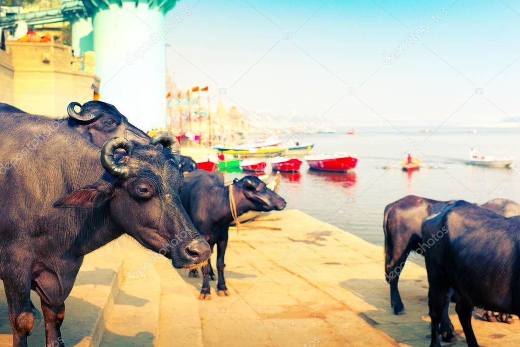 Bulls on Lalita Ghat of Ganges River in Varanasi. Uttar Pradesh, India