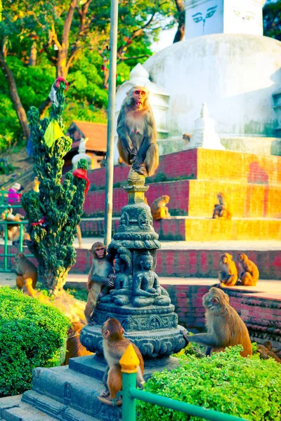 Swayambhunath Kompleksi Nde Maymun Sürüsü Katmandu Nepal — Stok fotoğraf