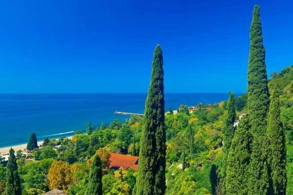 Beautiful Tall Cypress Trees Coast Old Gagra Abkhazia — Stock Photo, Image