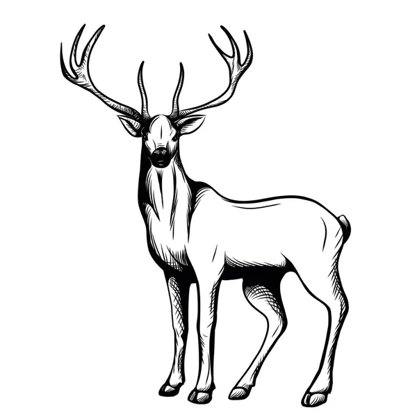 Ilustración Vectorial Ciervo Aislado — Vector de stock